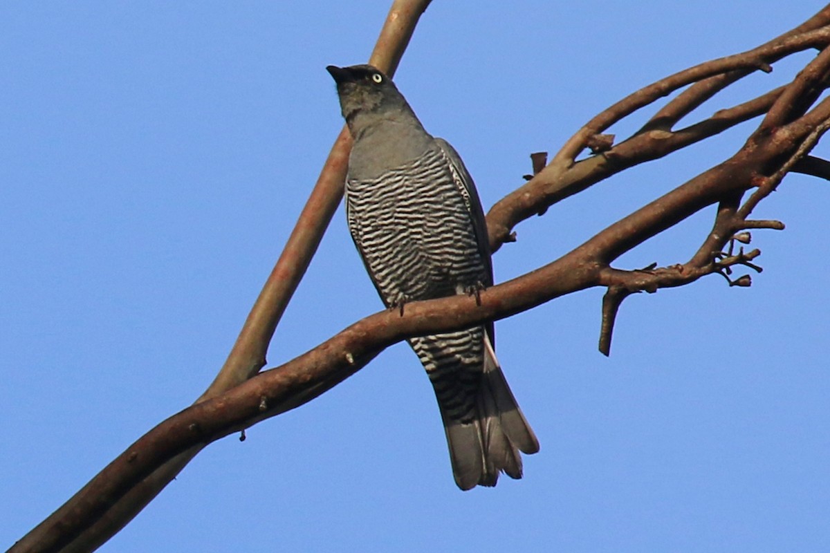 Barred Cuckooshrike - ML613891591