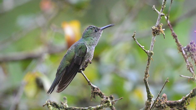 kolibřík skvrnitoprsý - ML613891611