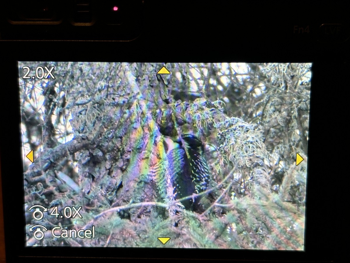American Three-toed Woodpecker - ML613891625