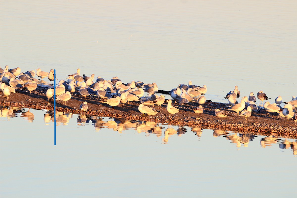 Ring-billed Gull - ML613891679