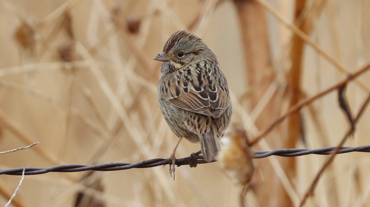 Lincoln's Sparrow - ML613891681