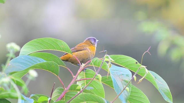 Scarlet-rumped Tanager - ML613891689