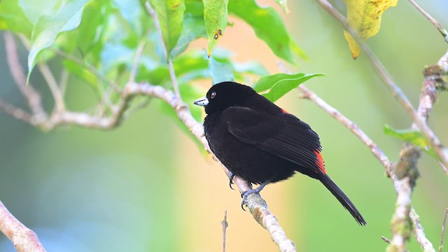 Scarlet-rumped Tanager - ML613891699