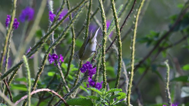 Tennessee Warbler - ML613891754