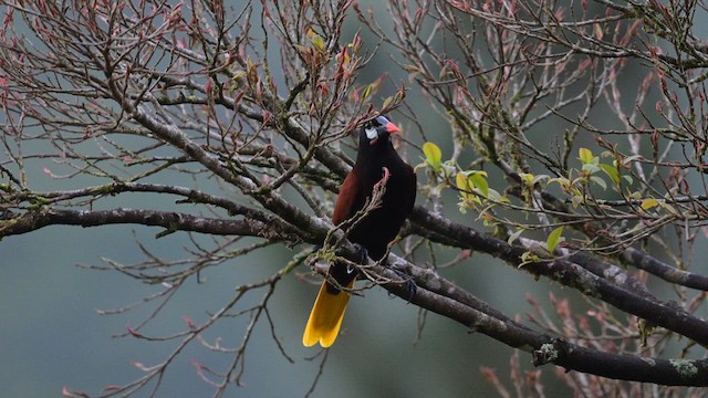 Montezuma Oropendola - ML613891866