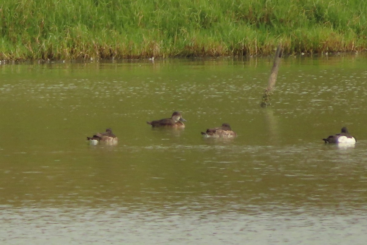 Ring-necked Duck - Kaichi Huang