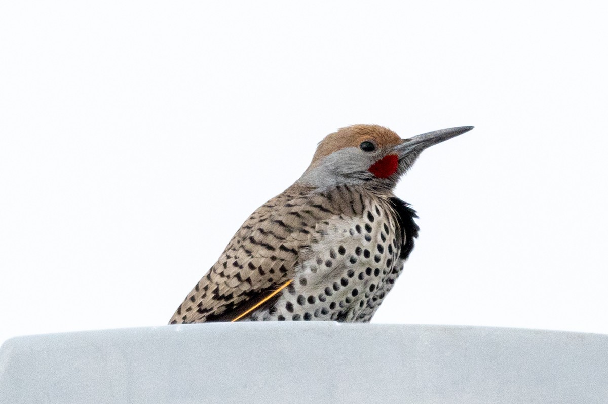 Gilded Flicker - ML613891932