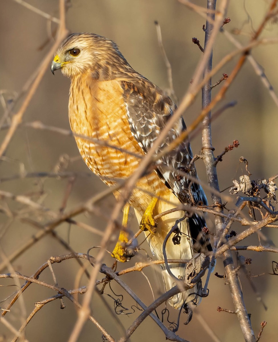 Red-shouldered Hawk - ML613891937