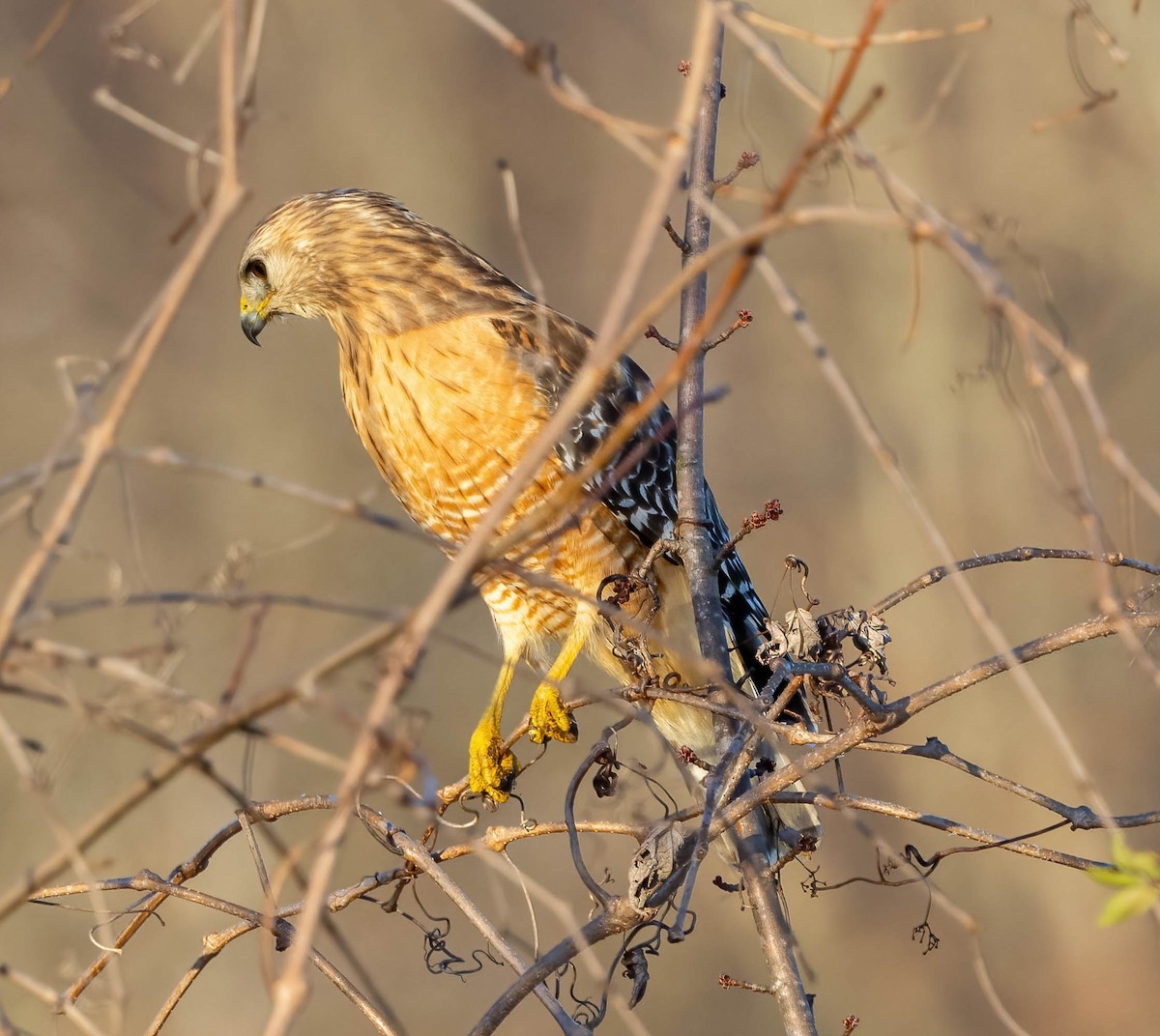 Red-shouldered Hawk - ML613891948