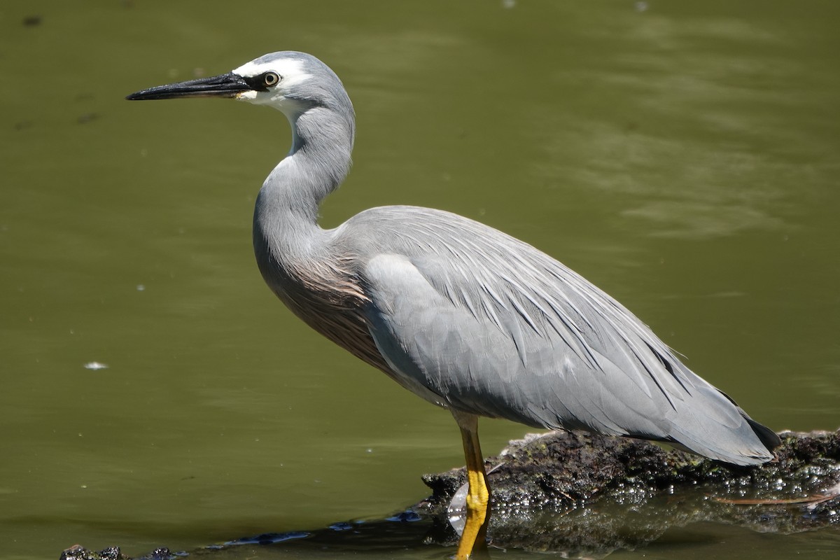 White-faced Heron - ML613891985