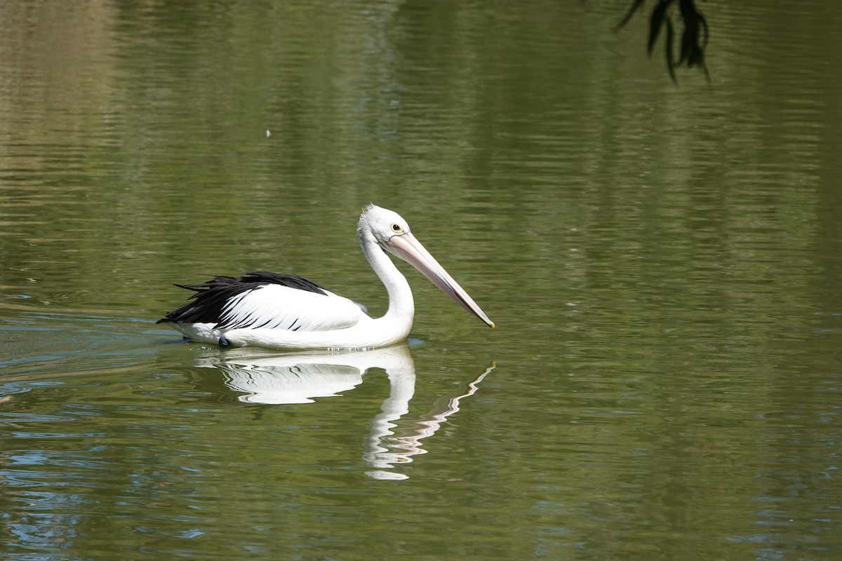 pelikán australský - ML613891988