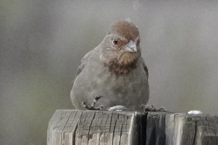 California Towhee - ML613892145