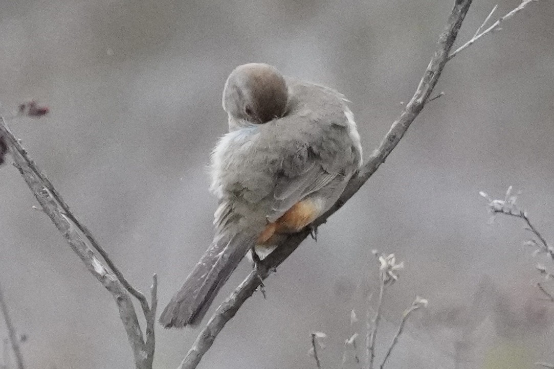 California Towhee - ML613892192