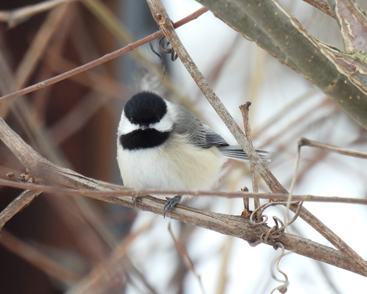 Carolina Chickadee - ML613892225