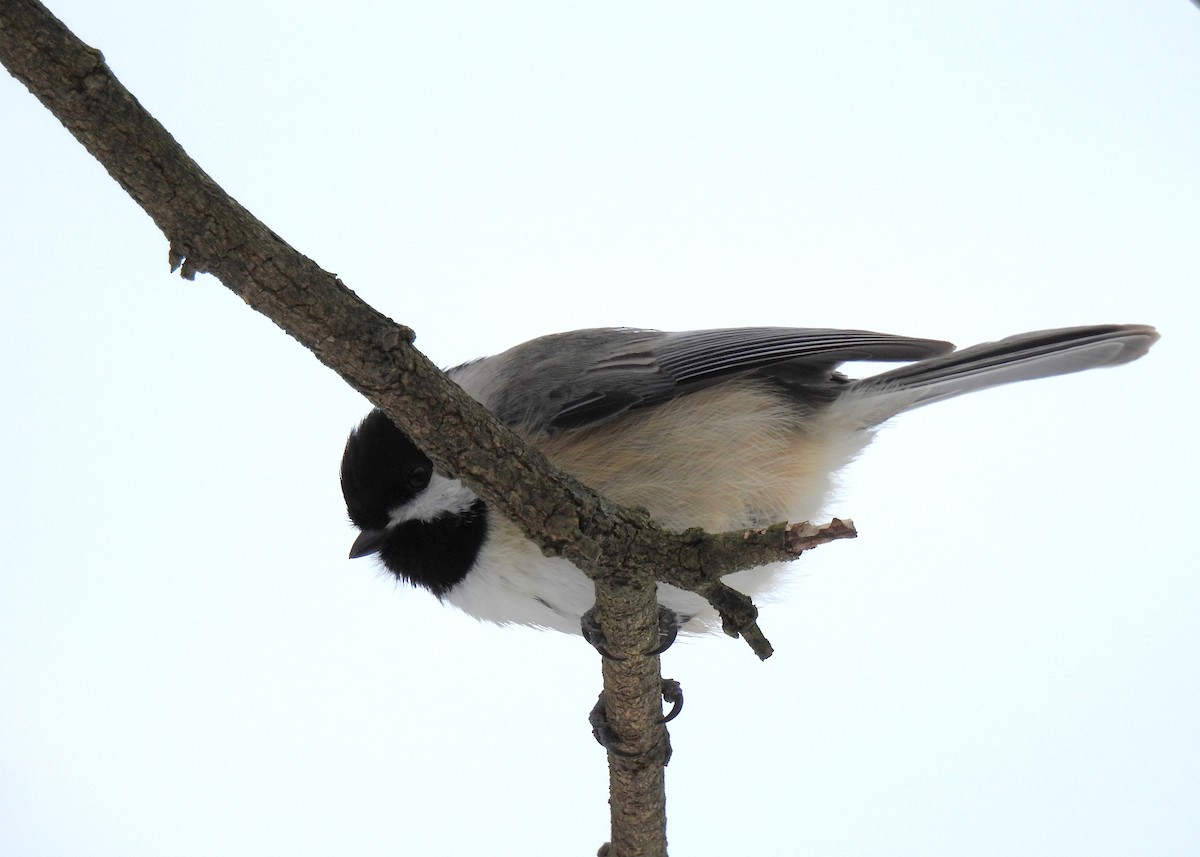 Carolina Chickadee - ML613892226