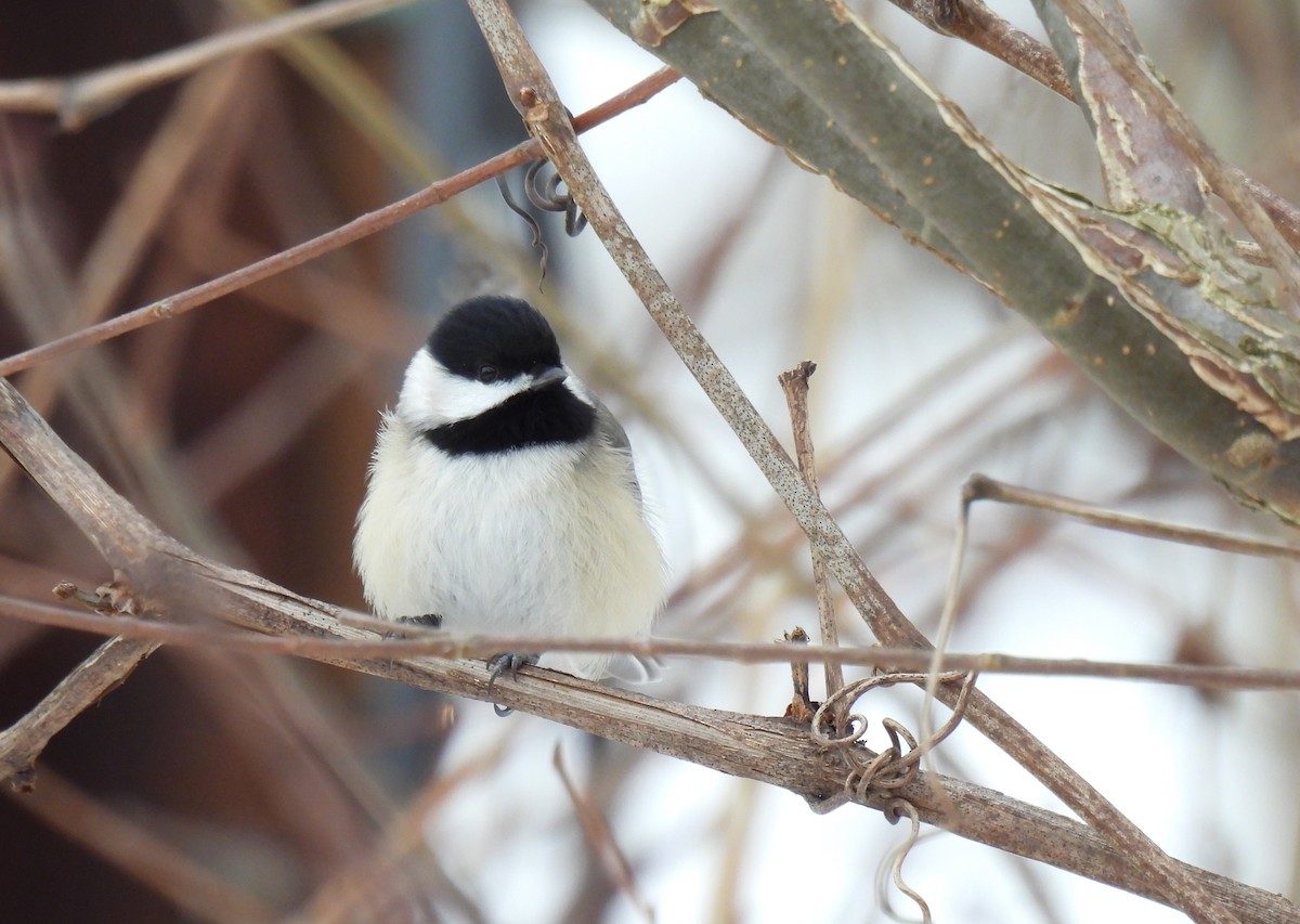 Carolina Chickadee - ML613892227