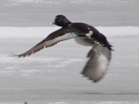 Lesser Scaup - ML613892235