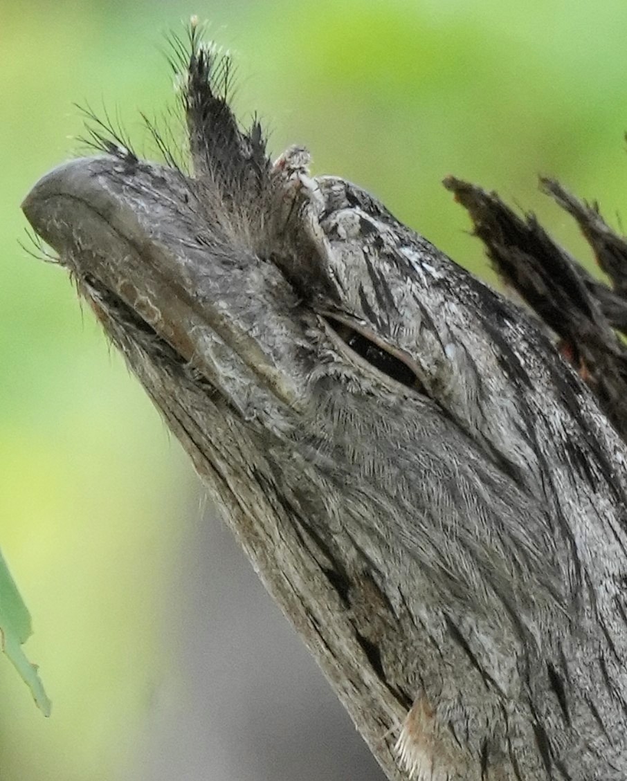 Tawny Frogmouth - ML613892242