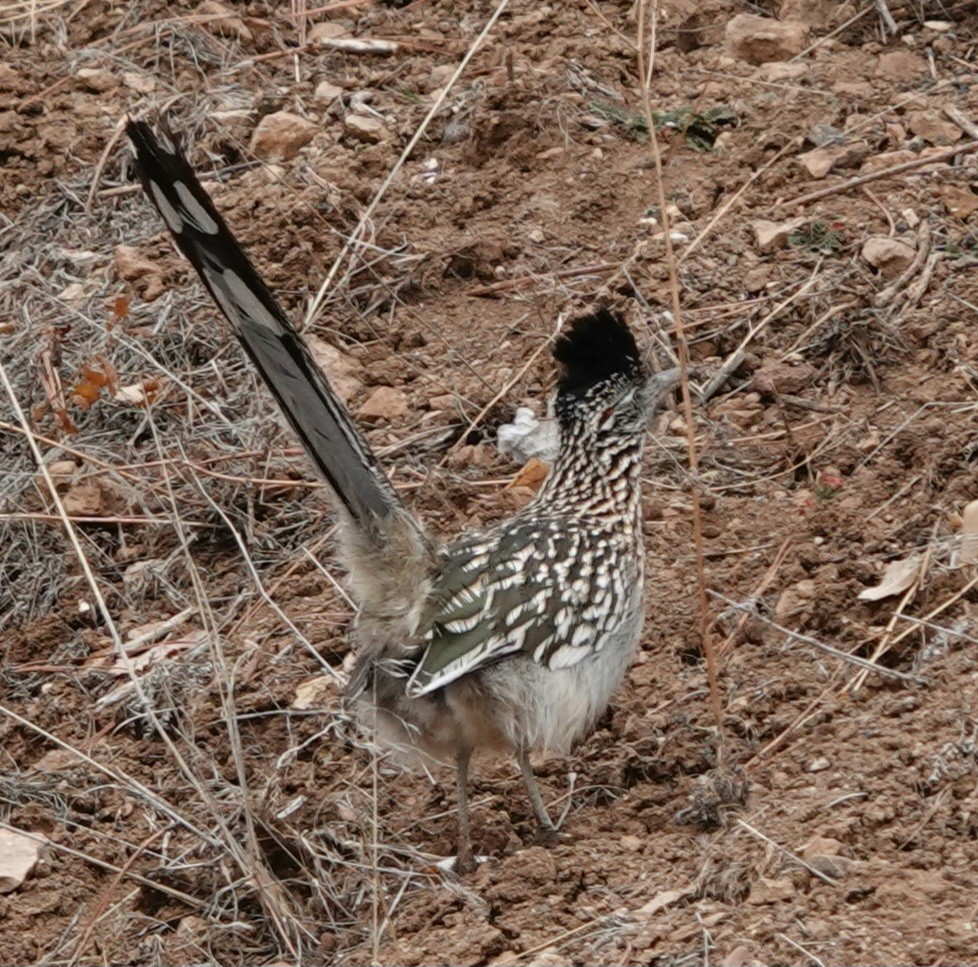 Greater Roadrunner - ML613892264