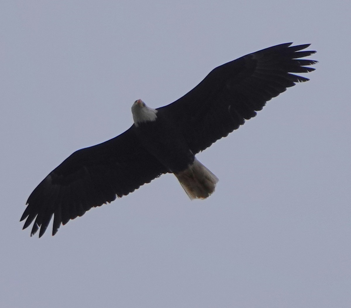 Bald Eagle - ML613892309