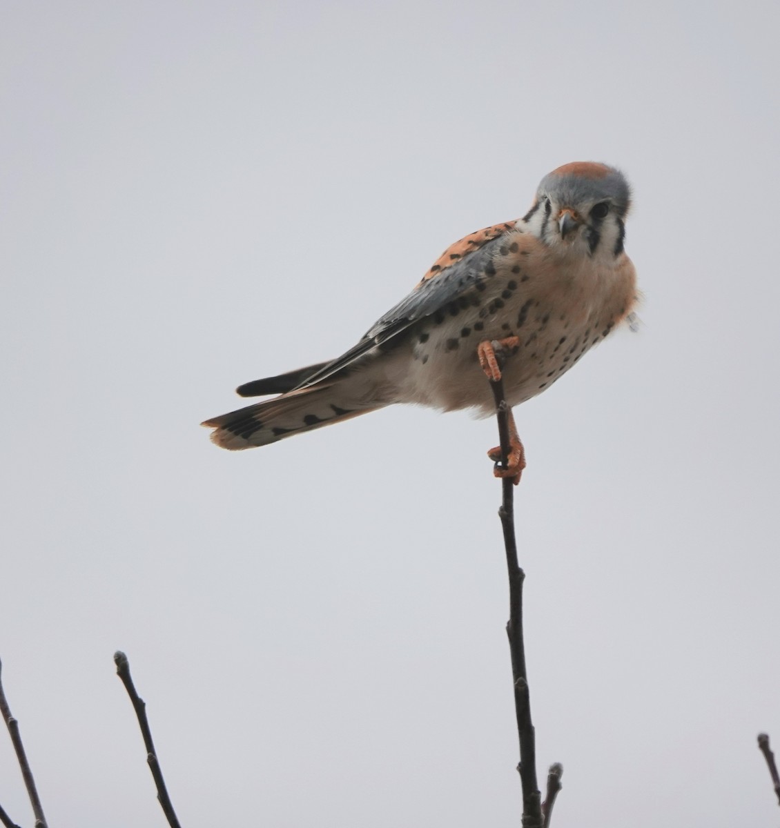 American Kestrel - ML613892328