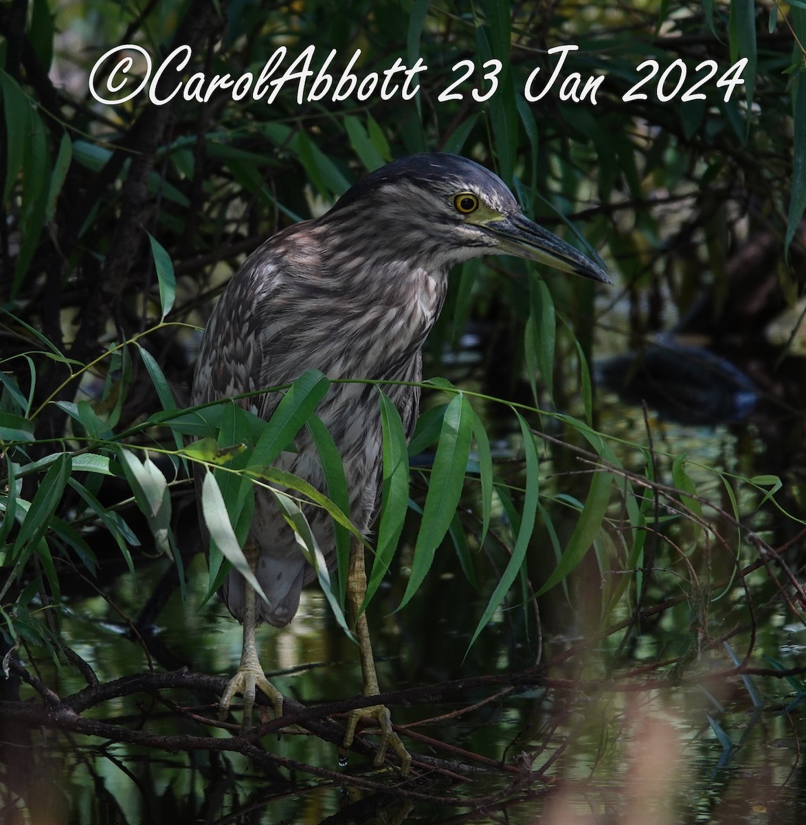 Nankeen Night Heron - ML613892357