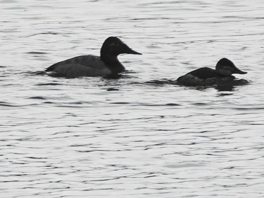 Canvasback - Kirsti Aamodt