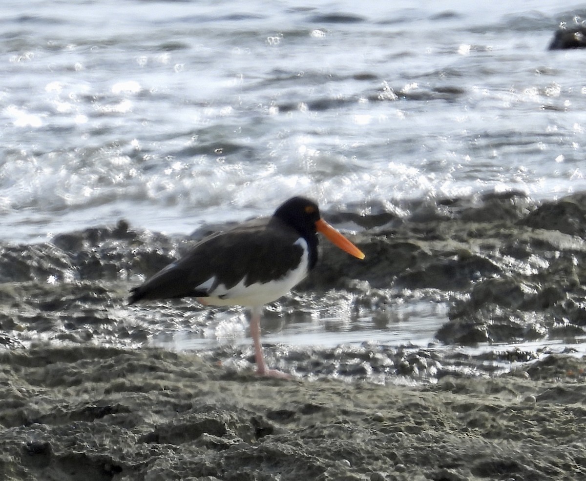 American Oystercatcher - ML613892387