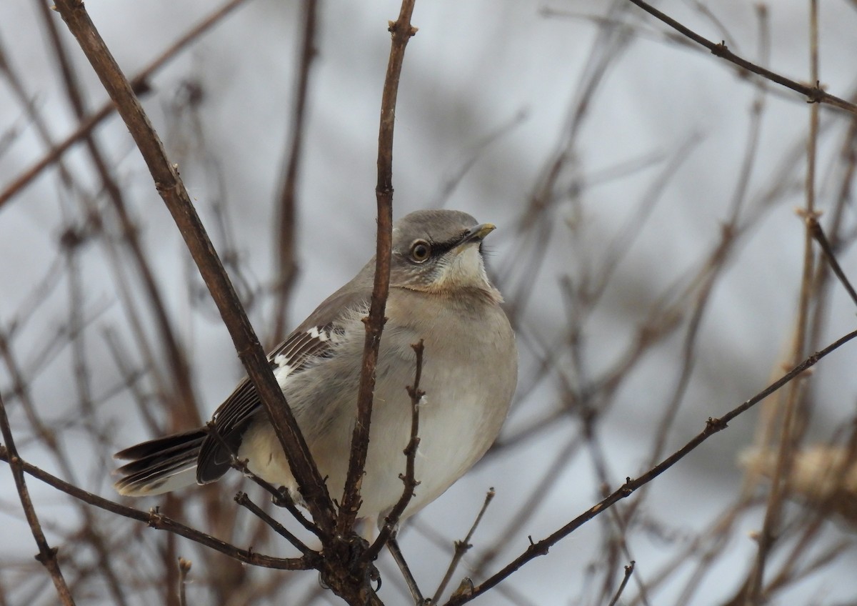 Northern Mockingbird - Corvus 𓄿