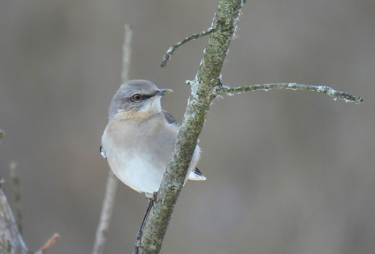 Northern Mockingbird - ML613892429