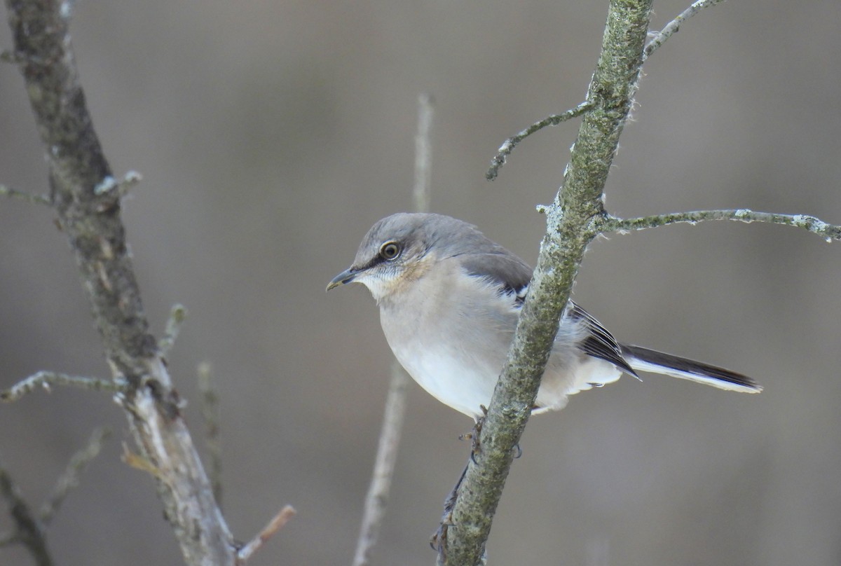 Northern Mockingbird - ML613892430