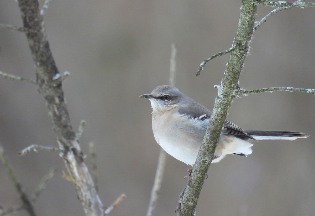 Northern Mockingbird - ML613892431