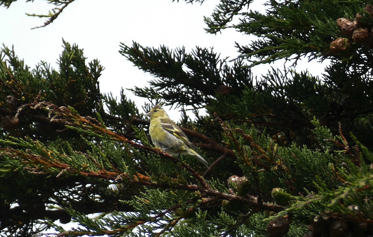 Black-chinned Siskin - ML613892439