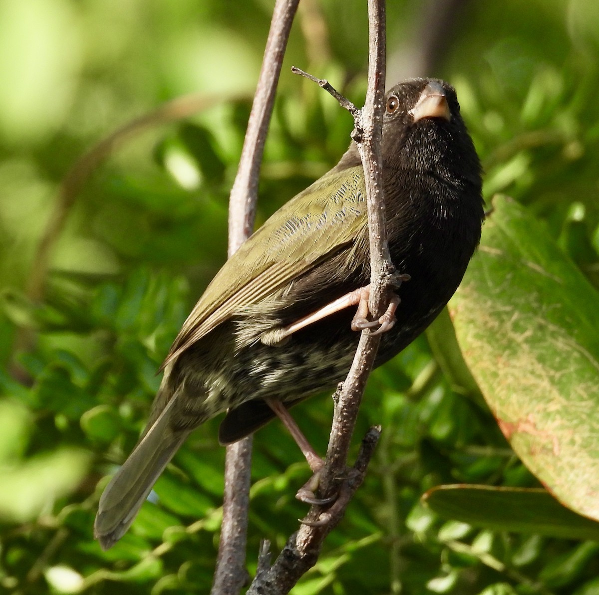 Black-faced Grassquit - Bryan Baker