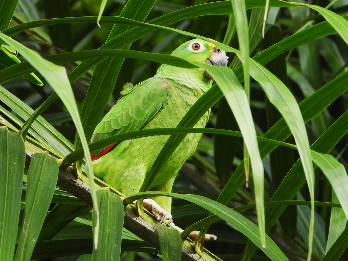 Yellow-crowned Parrot - ML613892485