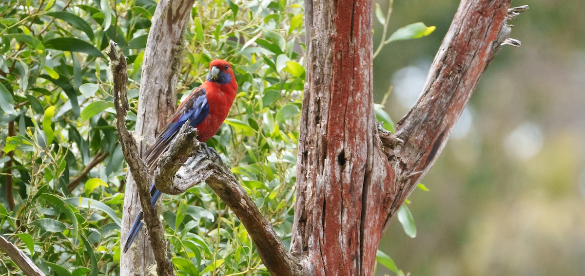 Crimson Rosella - ML613892489