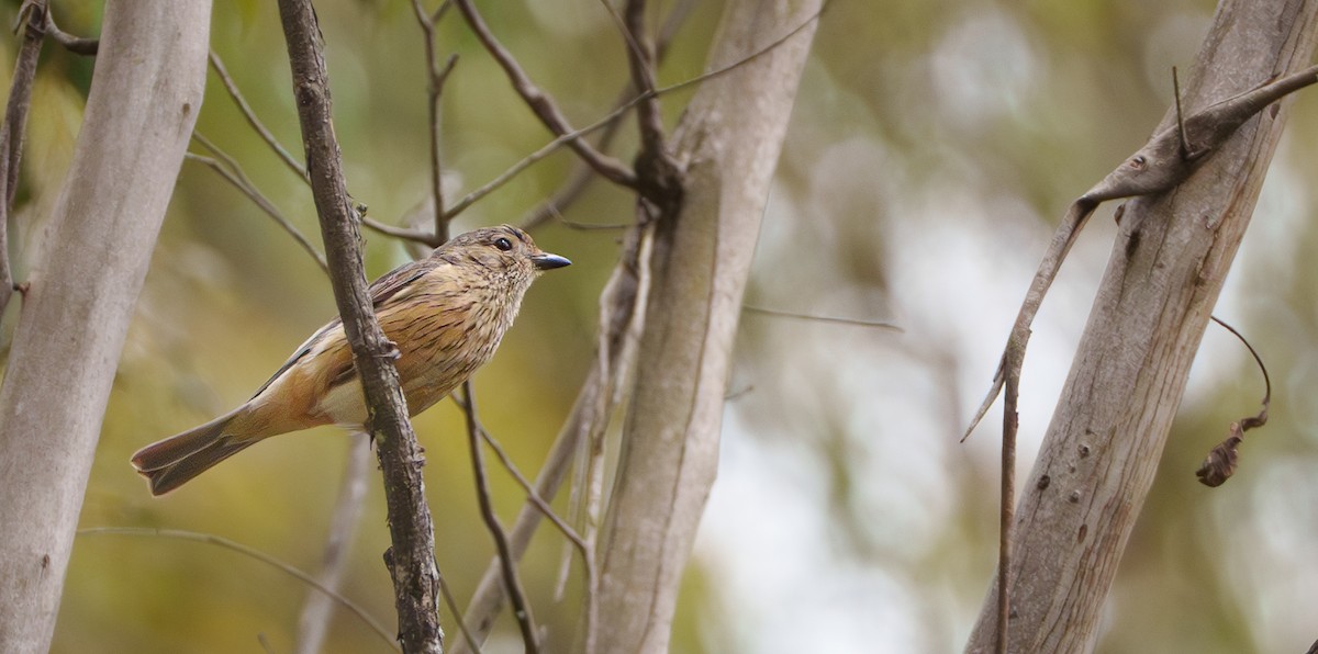 Rufous Whistler - ML613892490