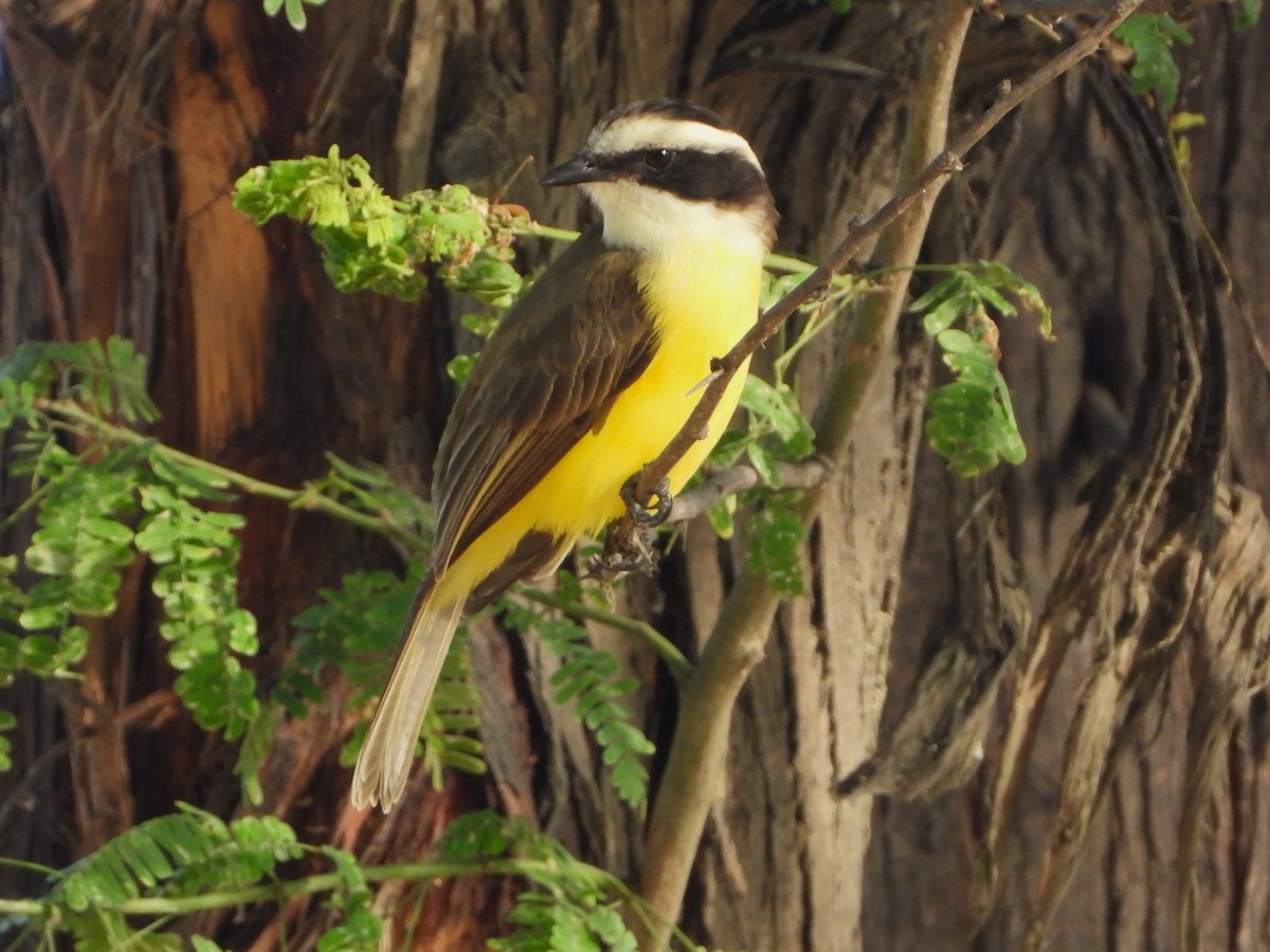 White-bearded Flycatcher - ML613892539