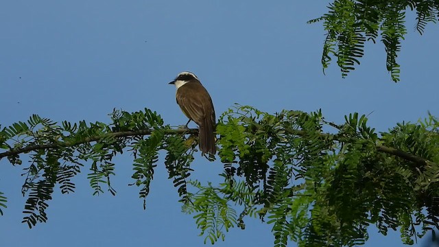 White-bearded Flycatcher - ML613892541