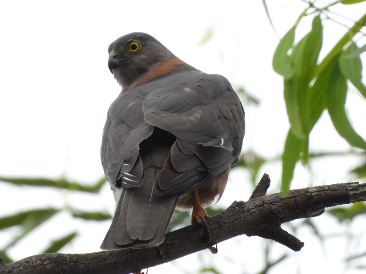 Collared Sparrowhawk - troy and karyn zanker