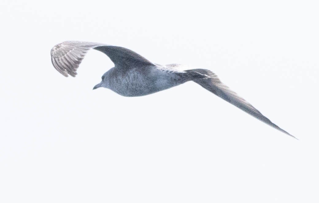 Short-billed Gull - ML613892636