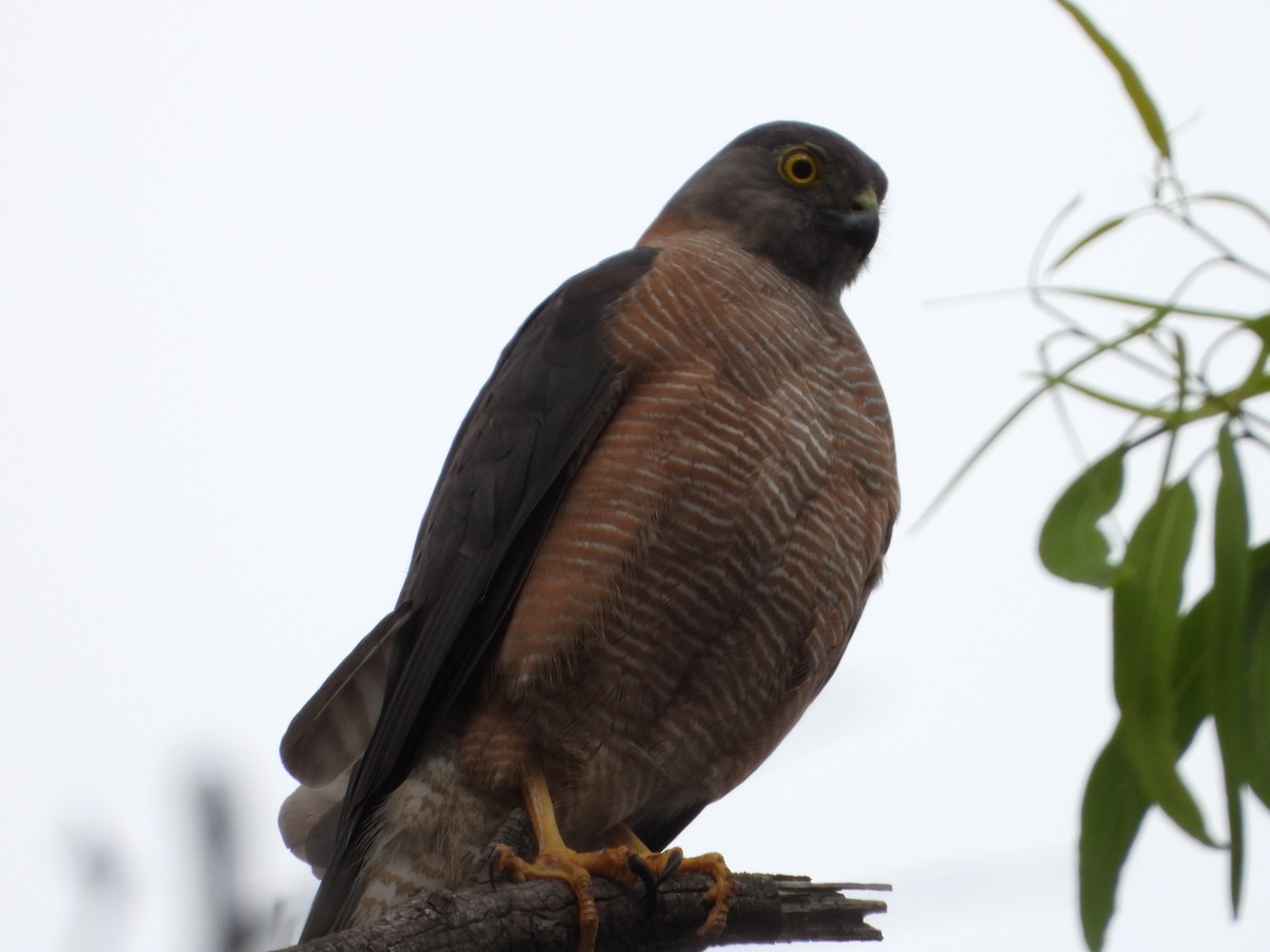 Collared Sparrowhawk - troy and karyn zanker