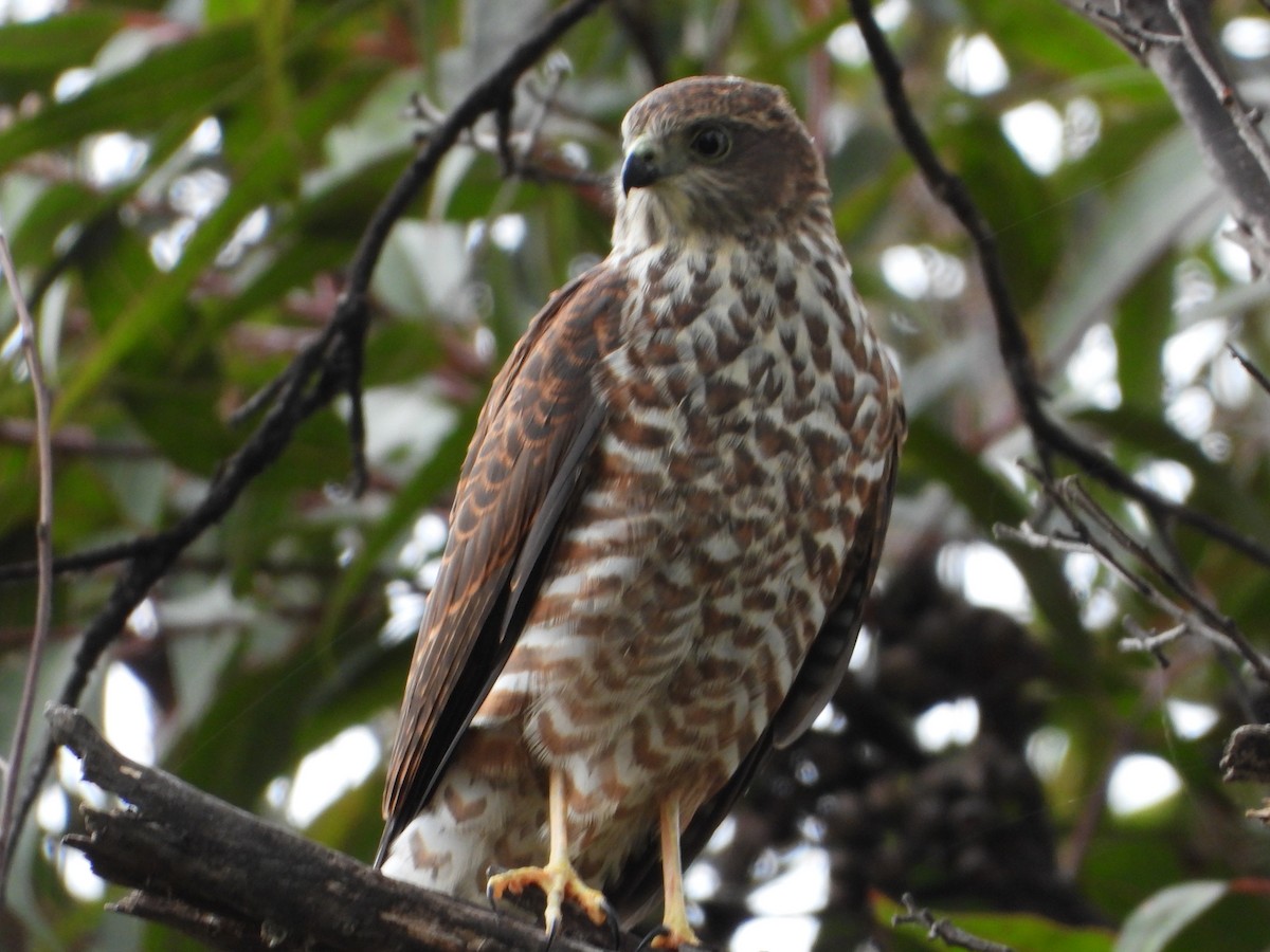 Collared Sparrowhawk - troy and karyn zanker