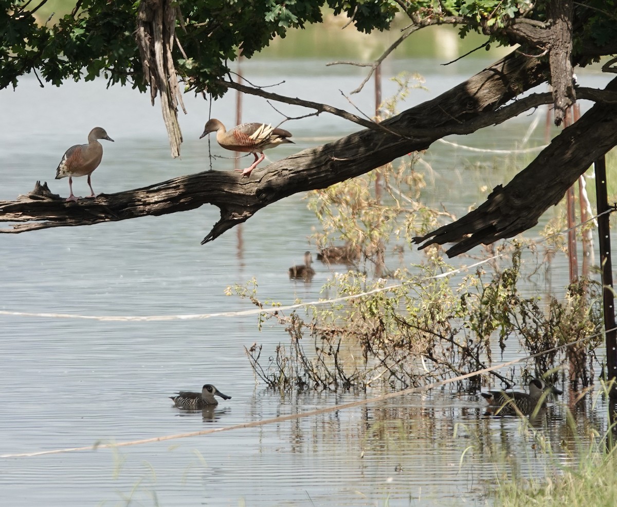 Plumed Whistling-Duck - ML613892719
