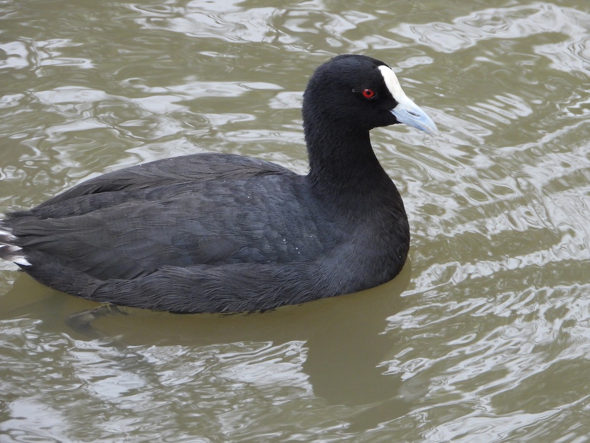 Eurasian Coot - troy and karyn zanker