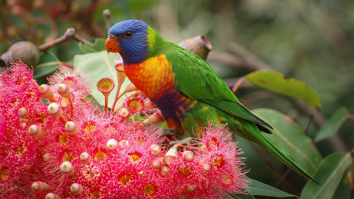 Rainbow Lorikeet - ML613892738