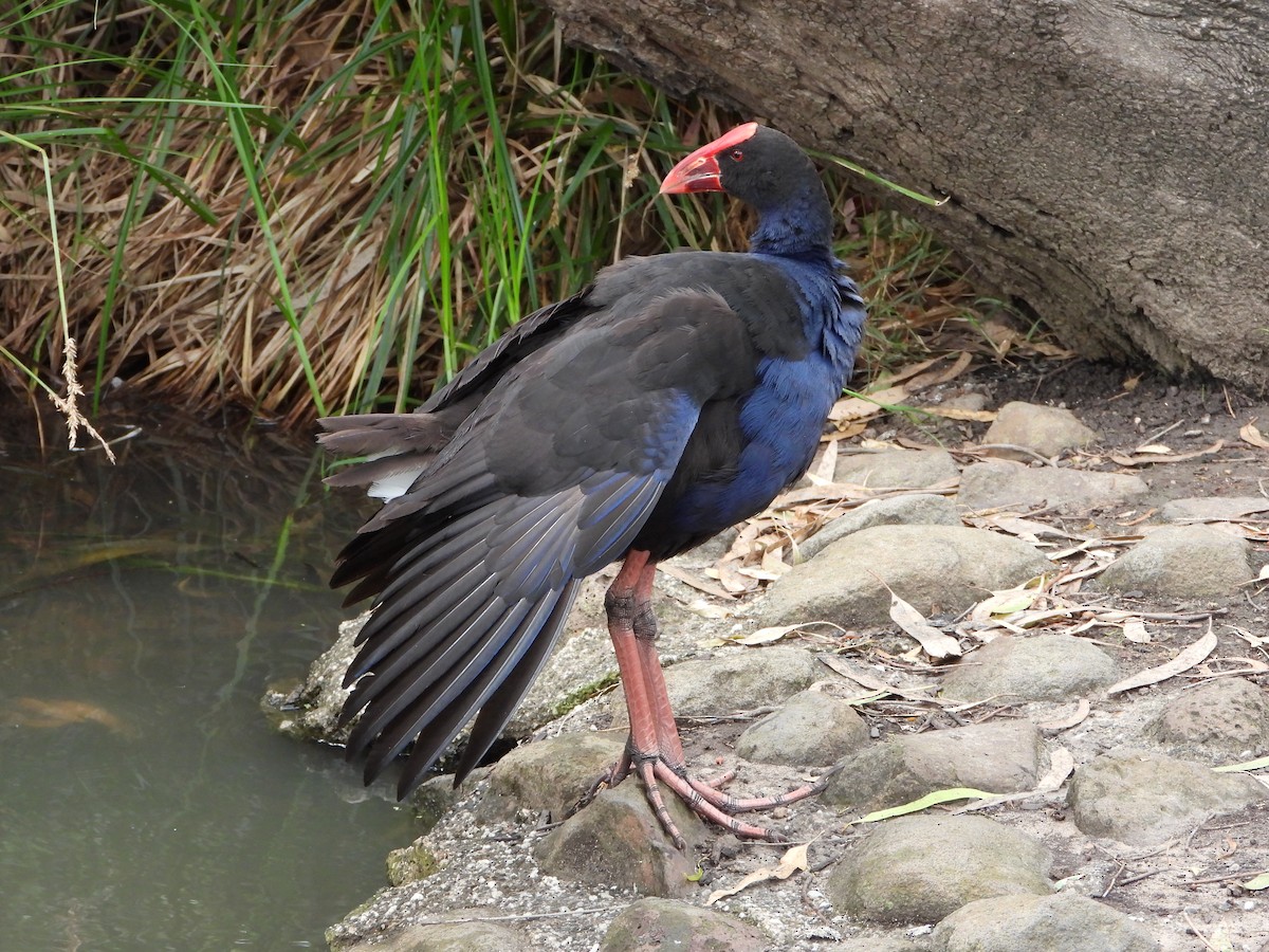 Australasian Swamphen - troy and karyn zanker