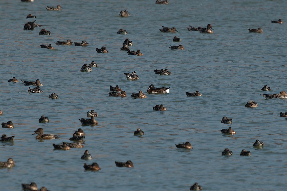 Baermoorente - ML613892806