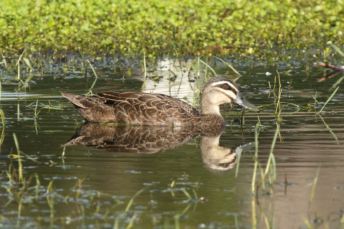 Pacific Black Duck - ML613892807