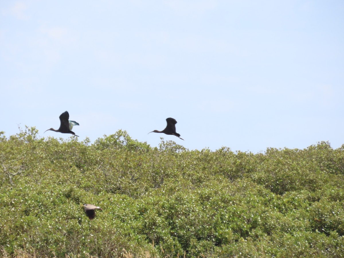 Glossy Ibis - Lucy Dean